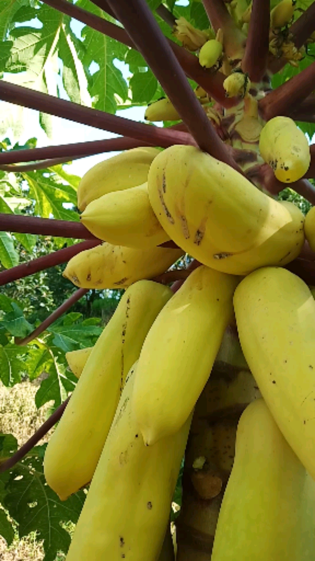 泰国黄金水果木瓜