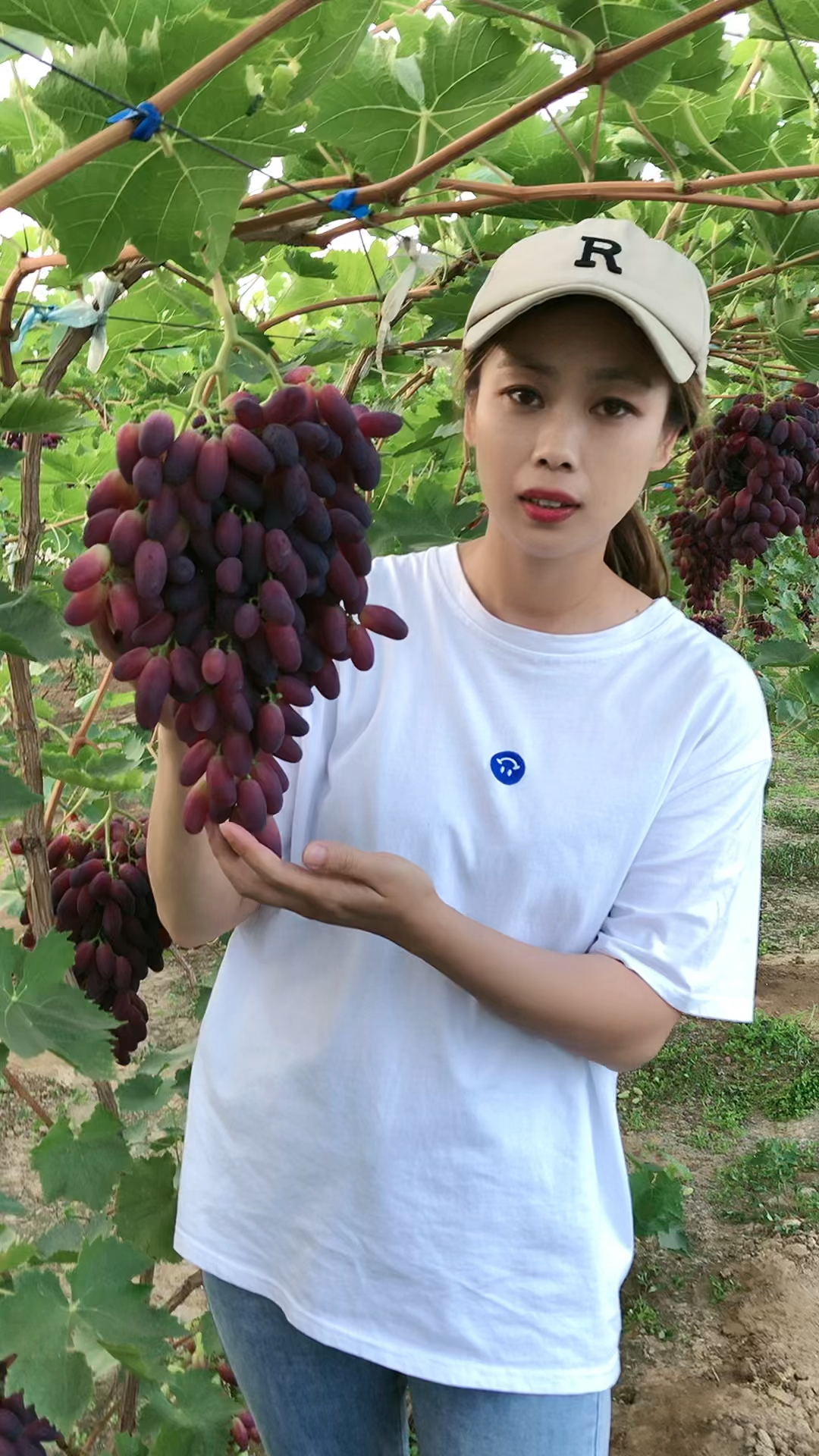 新沙尔葡萄品种介绍图片