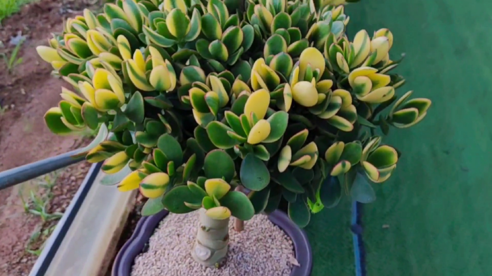 多肉植物树形好看的新花月锦每一棵老桩都那么迷人