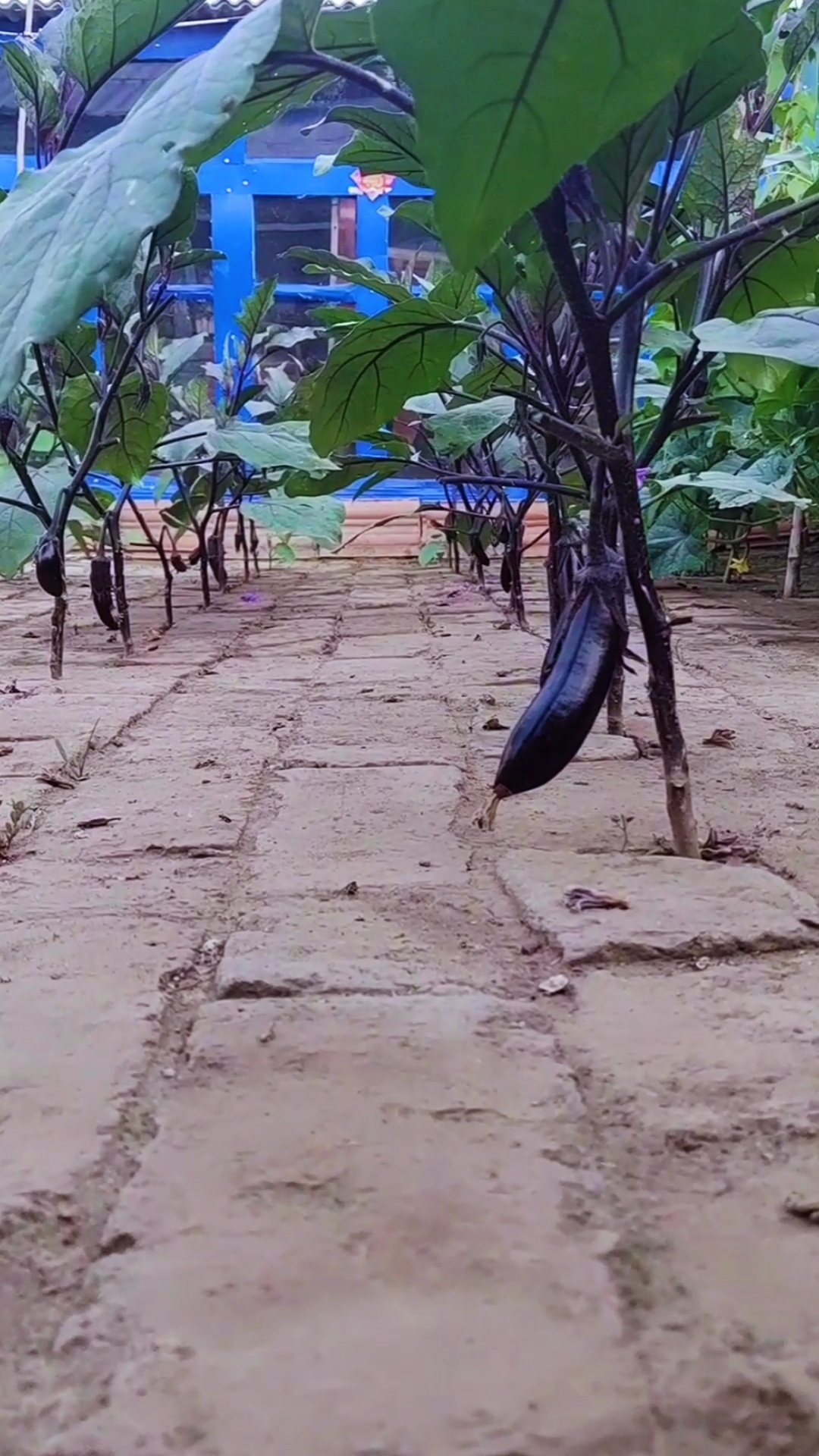 全网砖缝种菜第一人#看砖地菜园子