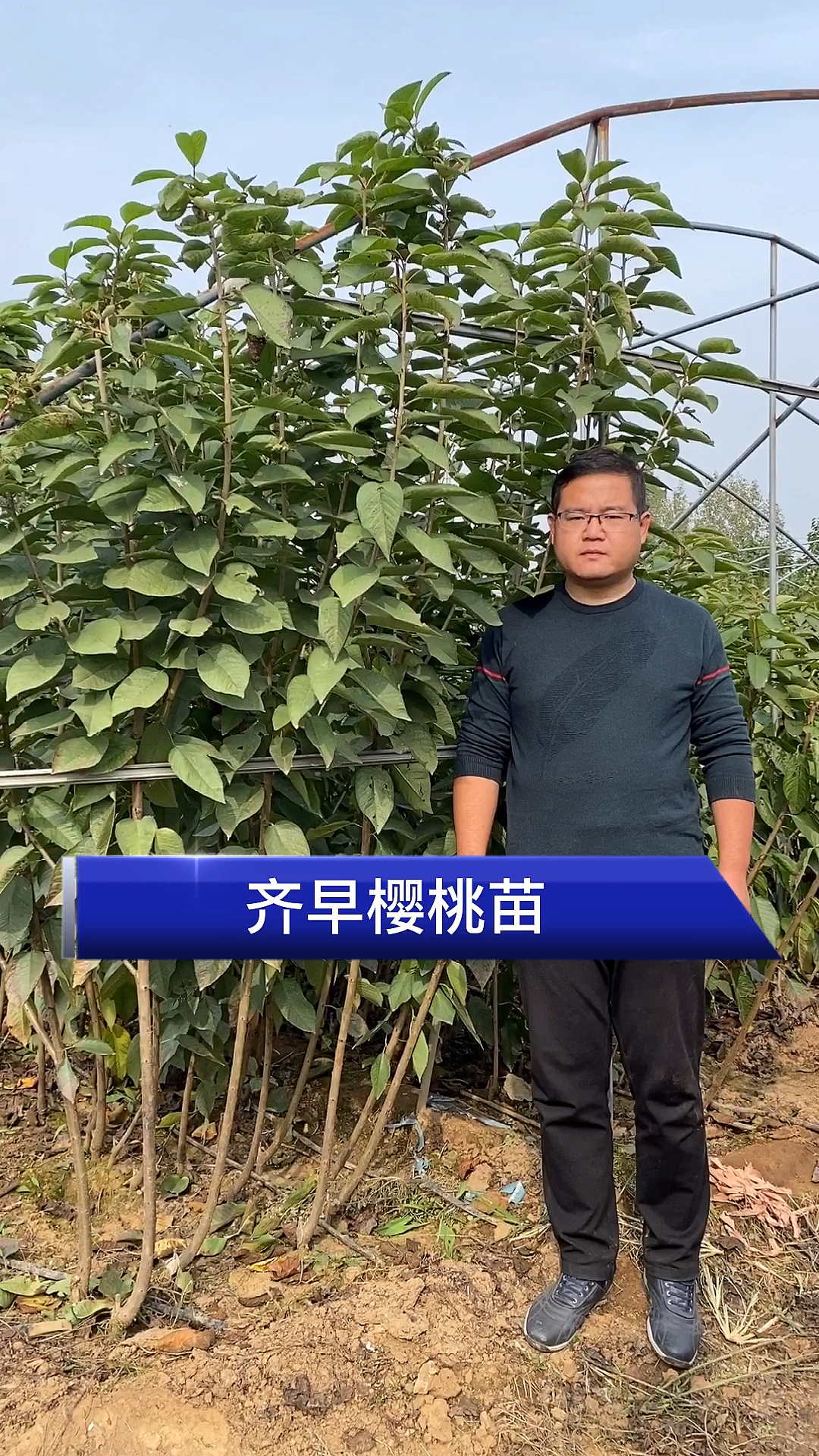 乡村生活#齐早樱桃苗,早熟品种,这里是大樱桃苗培育基地