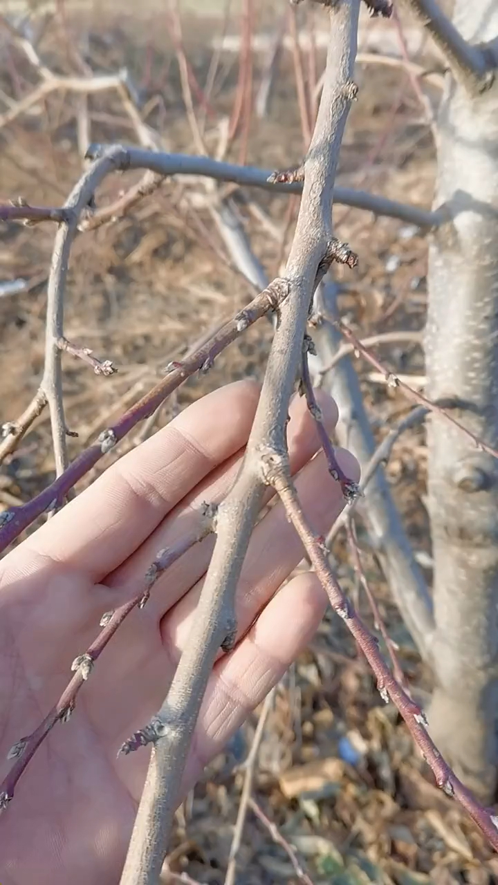 桃树结果枝组如何选留哪些是短果枝