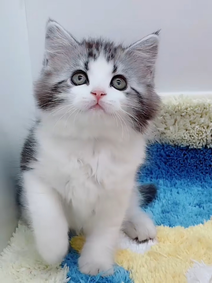 小小爱宠萌化你#撩撩喵星人,美短起司高地