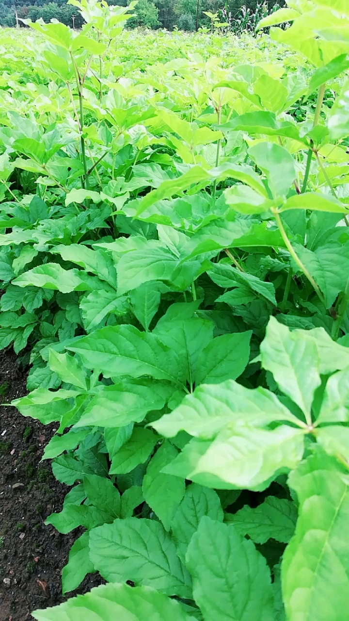 一年生刺五加苗