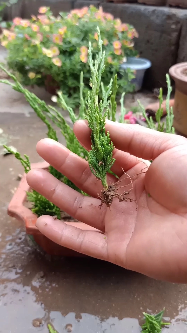 扦插高手#柏树扦插技术,成活率极高,一般人不会-度小视