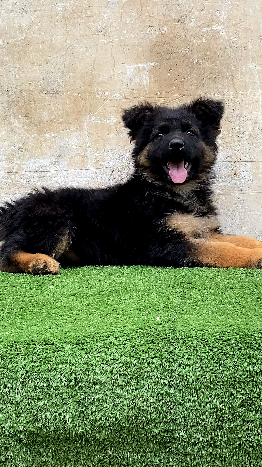 两个月德牧犬,是不是太可爱了.