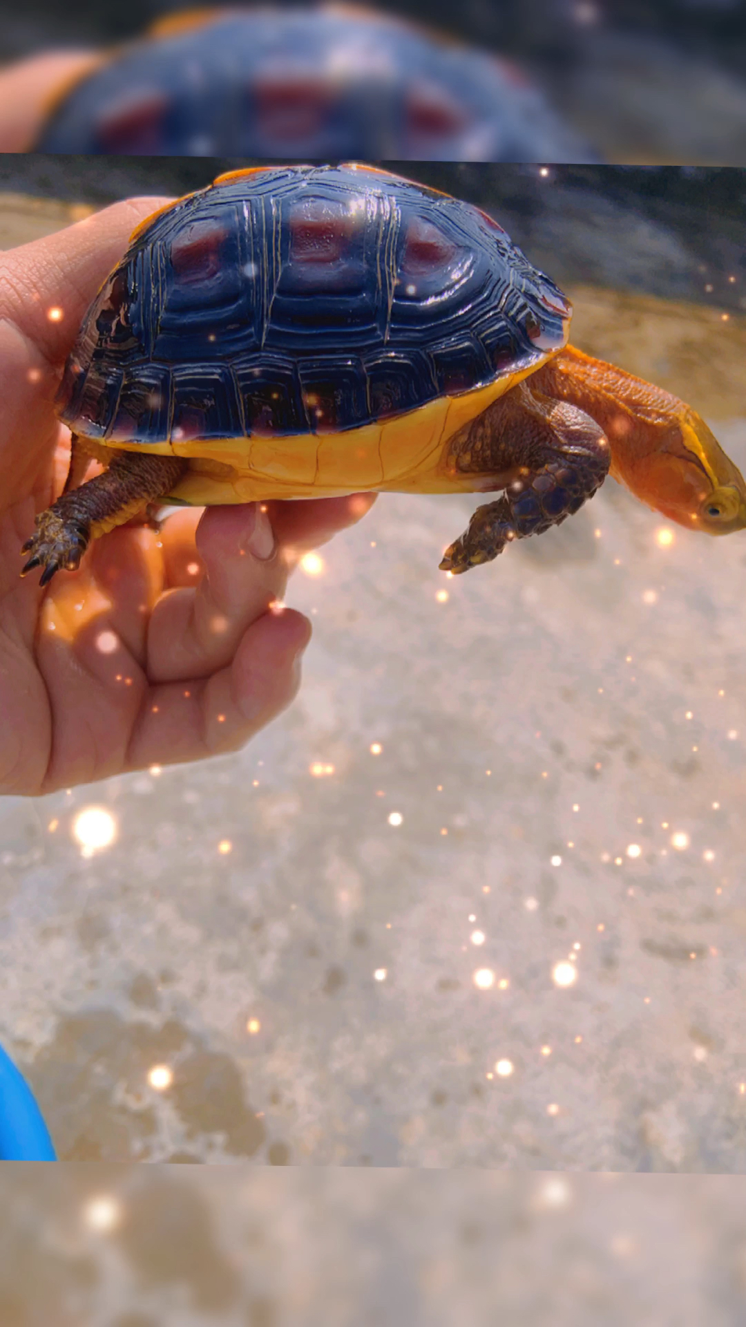 皖南安缘黄缘闭壳龟#看能不能勾瘾你,呵呵