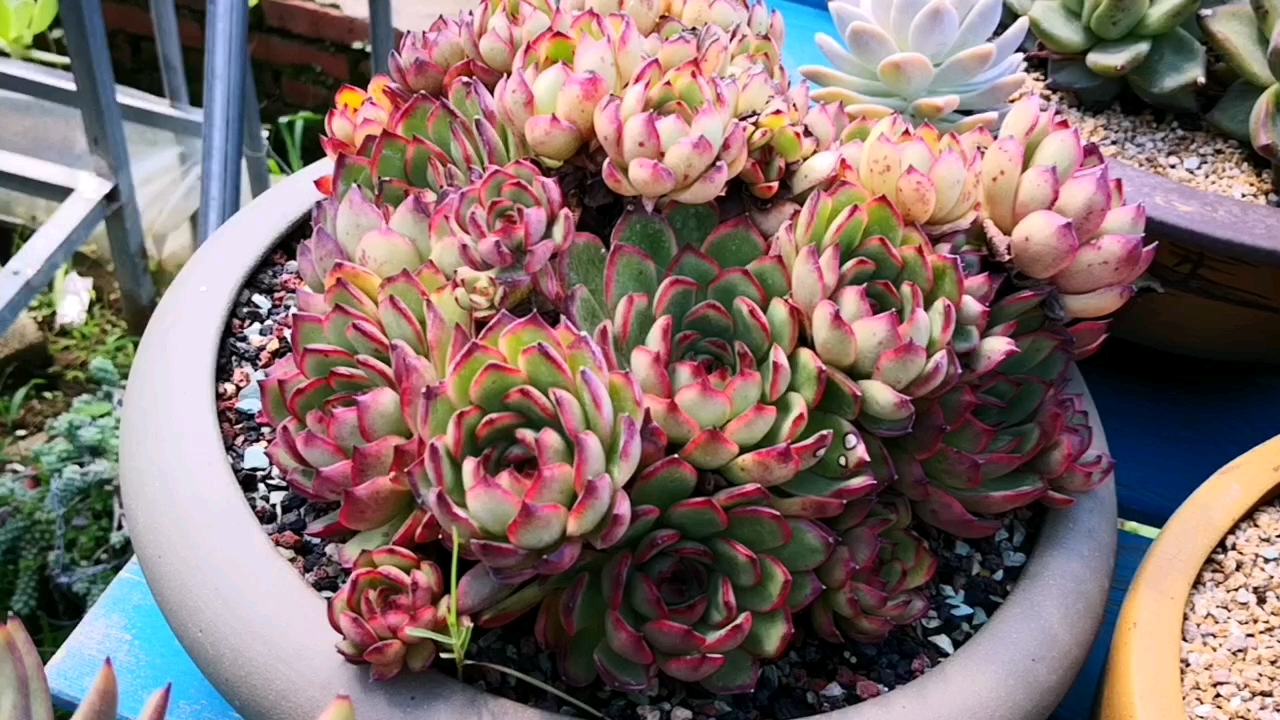 多肉植物#这就是保利安娜控养后的样子,还要什么鲜花?