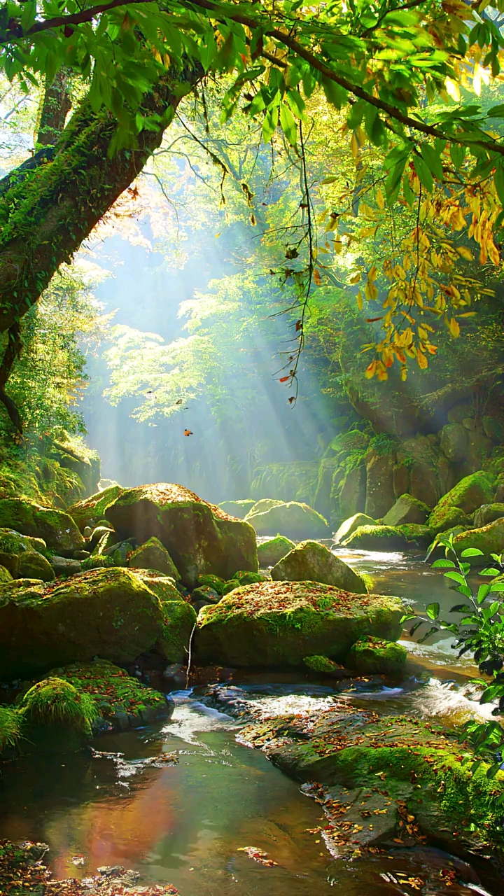 美景分享#秋雾暖阳舞蝶香,物是人非草木黄.