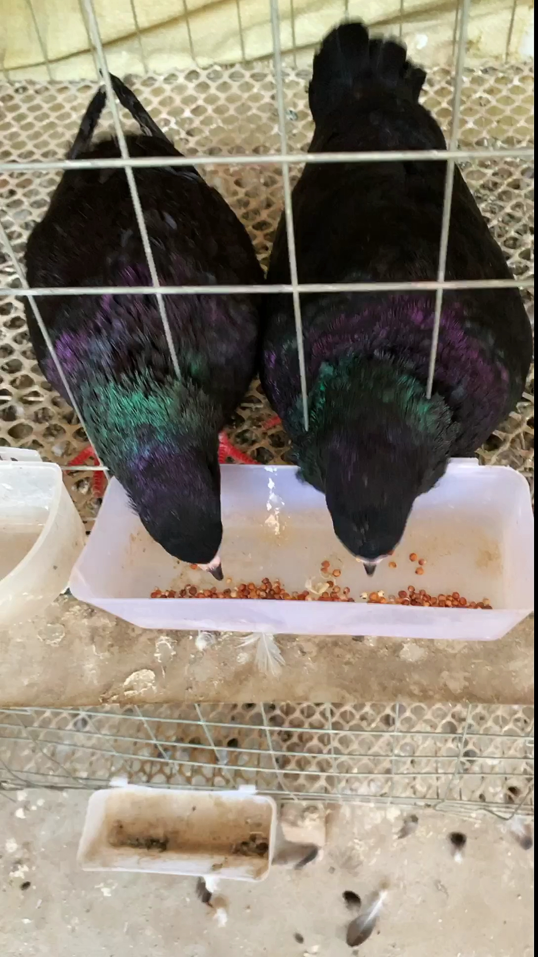 五斤八两大鸽子,吃粮食视频原声