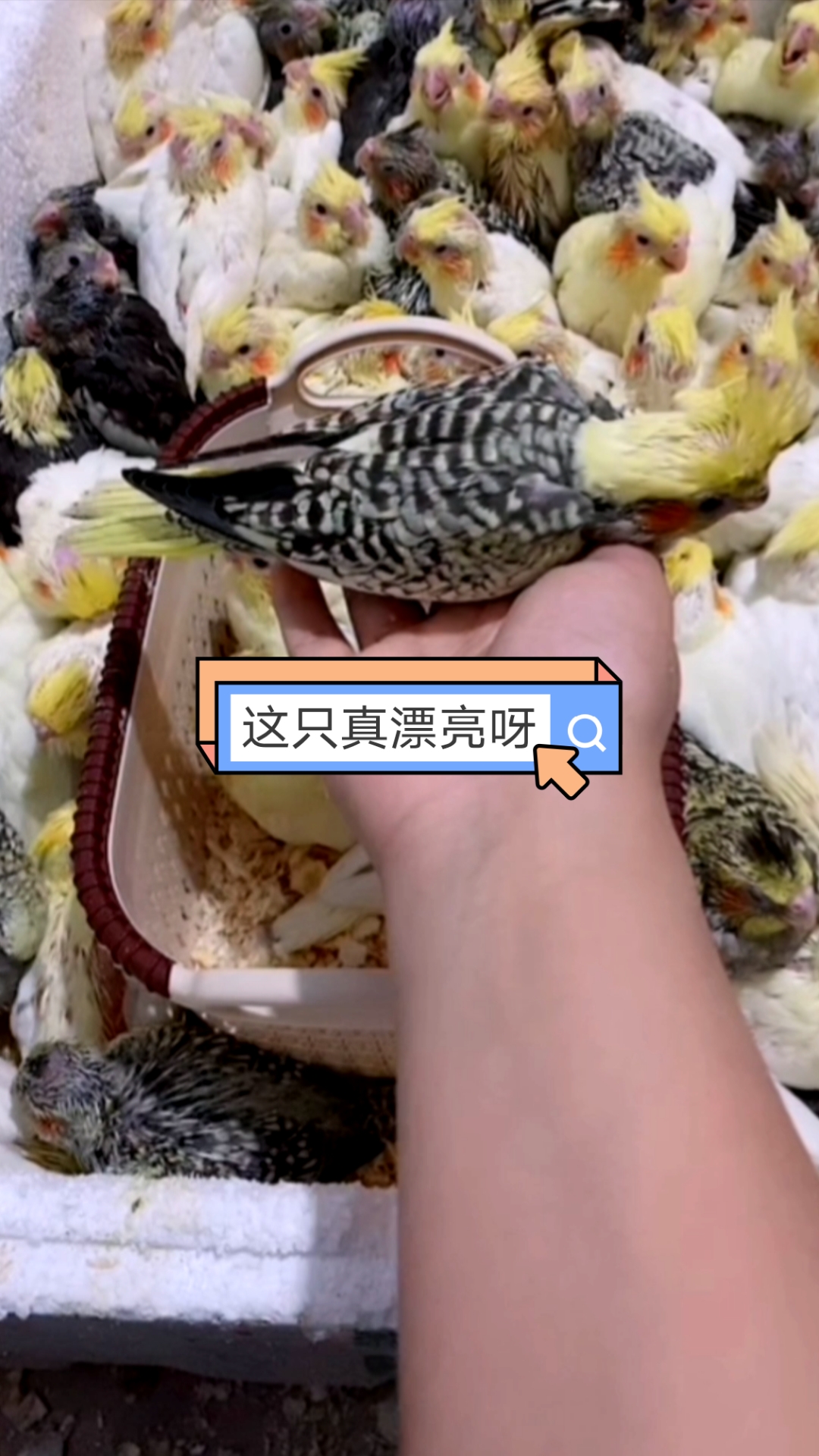 手养玄凤鹦鹉手养鹦鹉手养玄凤玄凤鹦鹉鹦鹉宝宝日常养殖玄凤宠物鸟