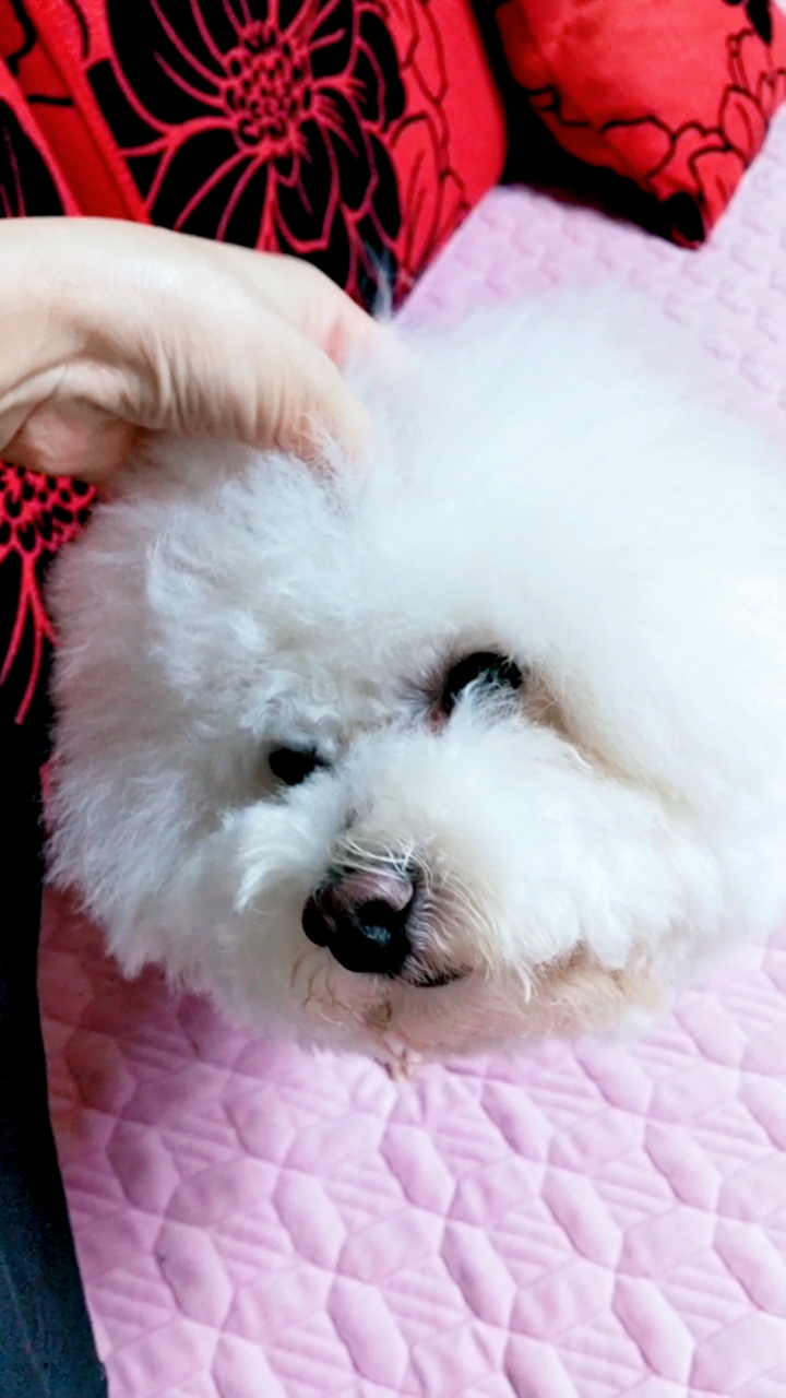 萌宠比熊#萌宝来袭