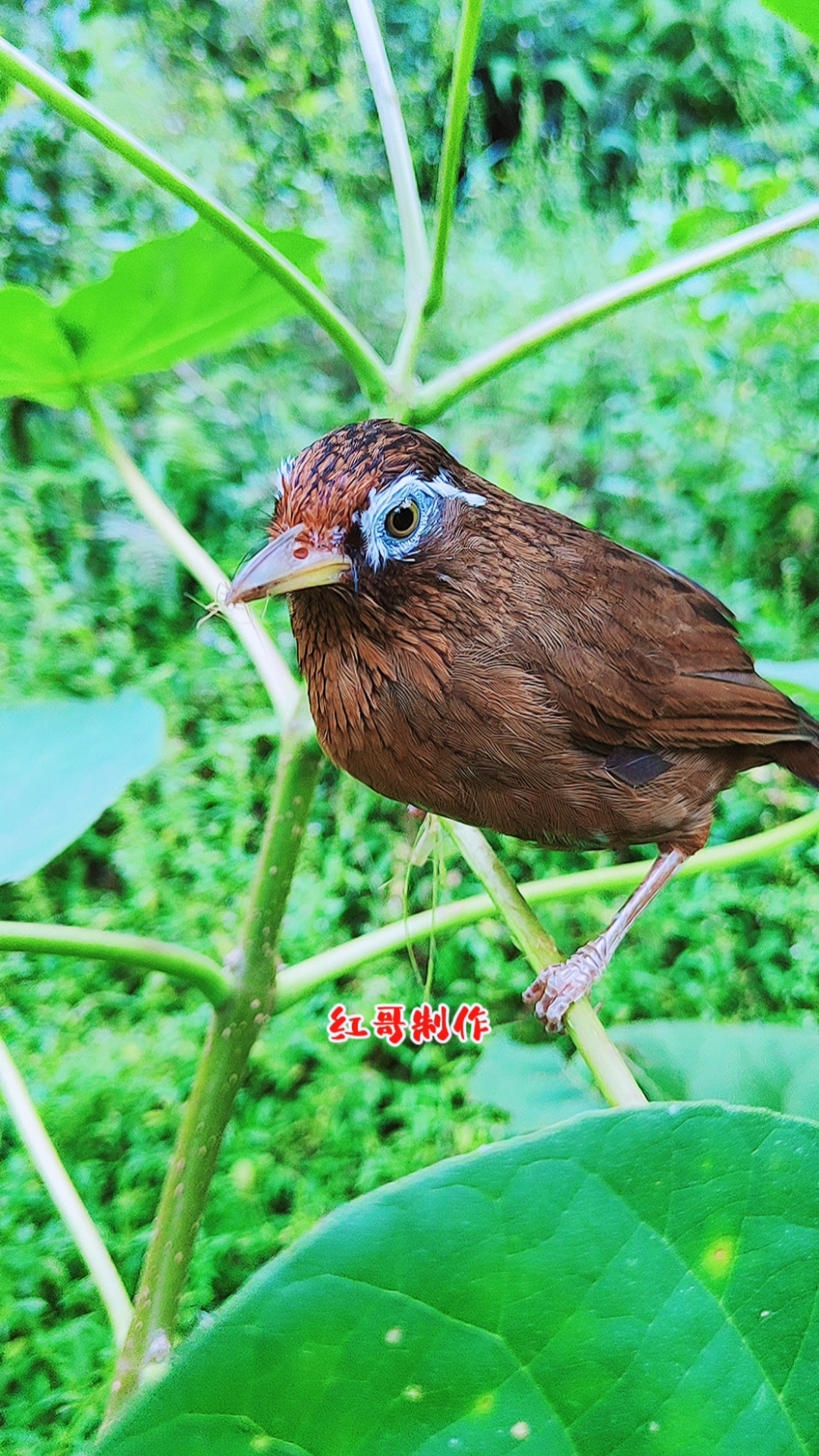 画眉鸟#漂亮呆萌的小画眉鸟-度小视