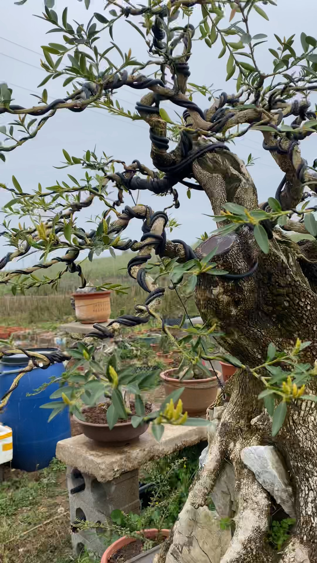 龙鳞珍珠黄杨
