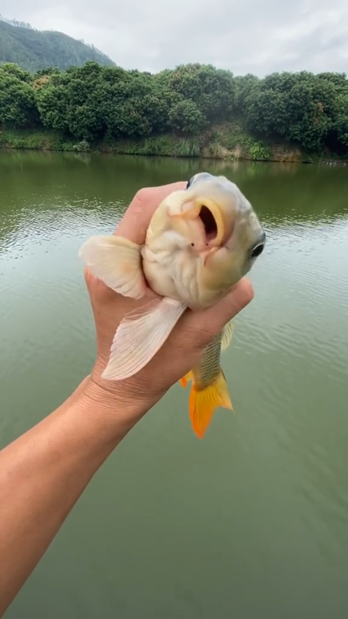 野钓钓鱼#这鲤鱼漂亮是漂亮,就是嘴巴有点歪!