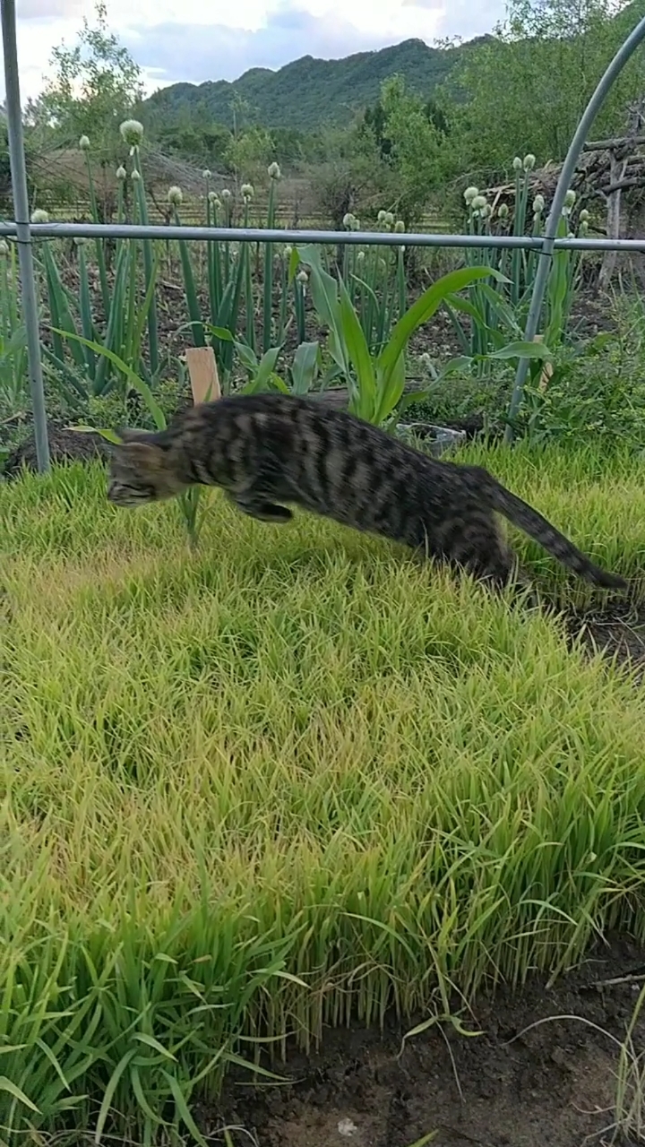 田园功夫猫#猛虎扑食