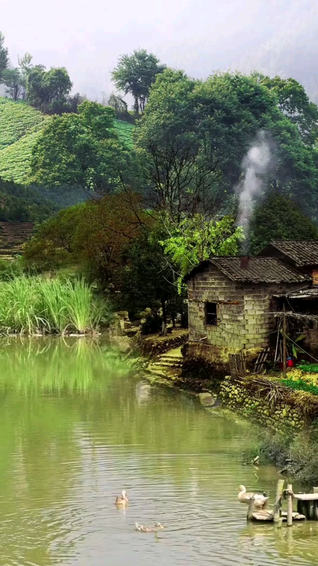这就是真实的农村,山沟沟里,如果你不小心刷到了我那就多花一点时间