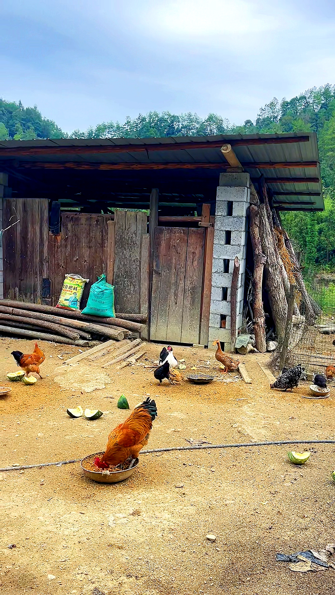 乡村生活#给你三十w让你在这住五年,吃喝自己种,鸡鸭自己养,房子漏了