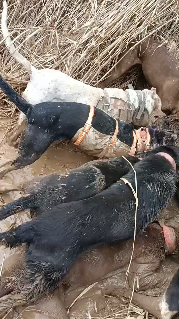 这叫猪狗打架,团伙行动