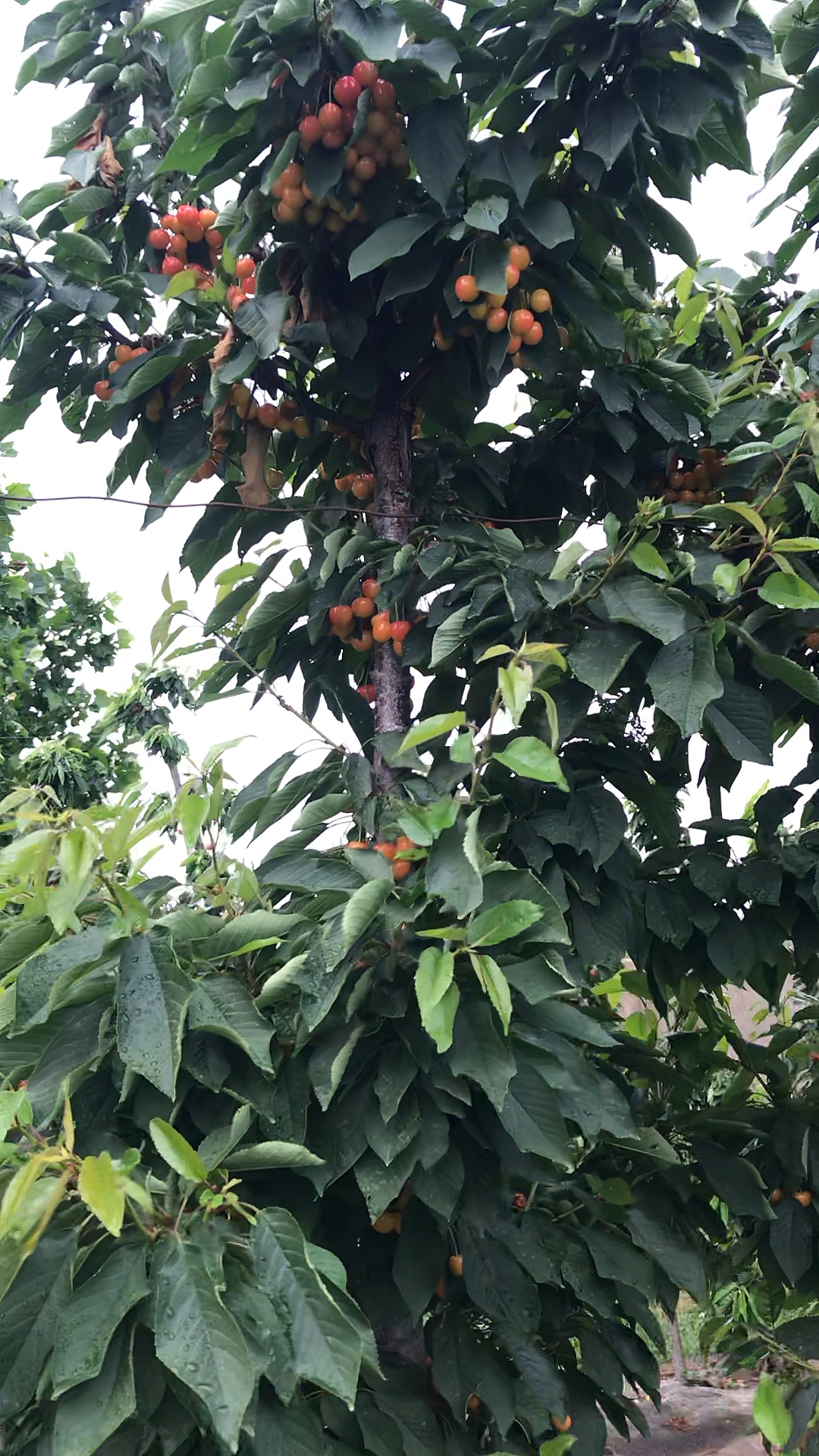 一根棍矮化大樱桃,辉煌1-5,做果大,口感好,丰产高,有需要的朋友可以