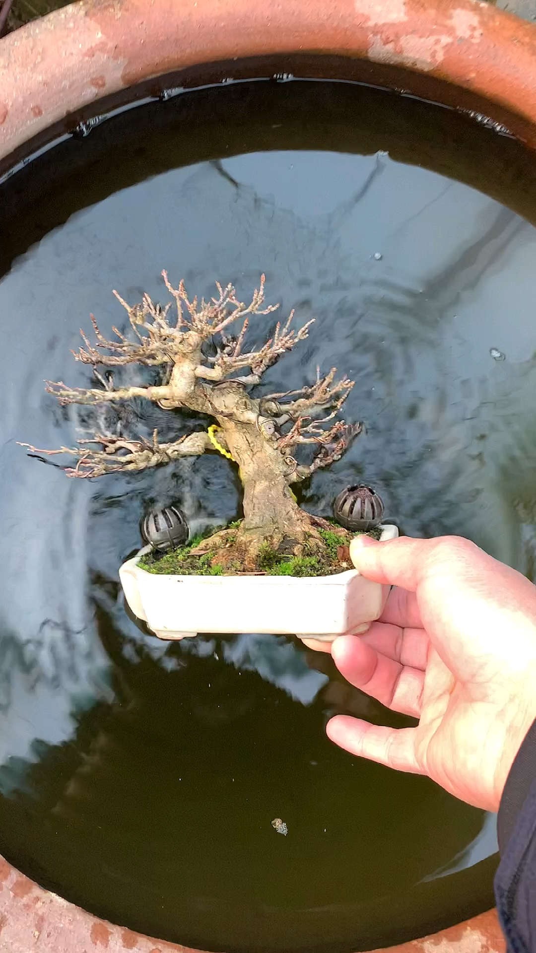 掌中宝矮霸唐枫盆景