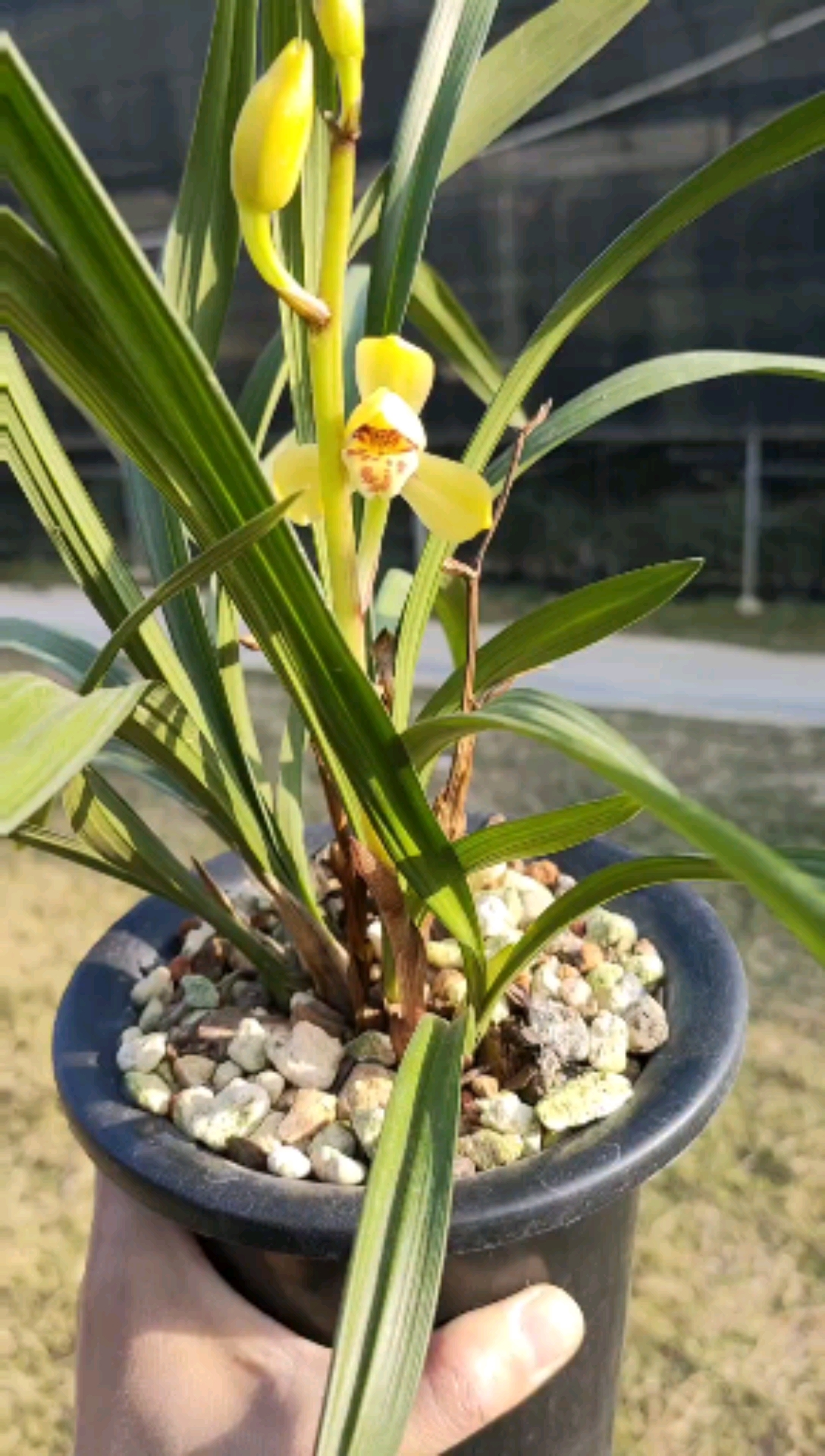 兰花#建兰黄荷花很香