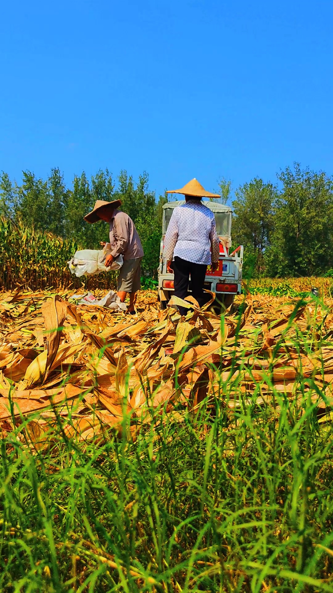 乡村生活#掰玉米了!收获的季节!