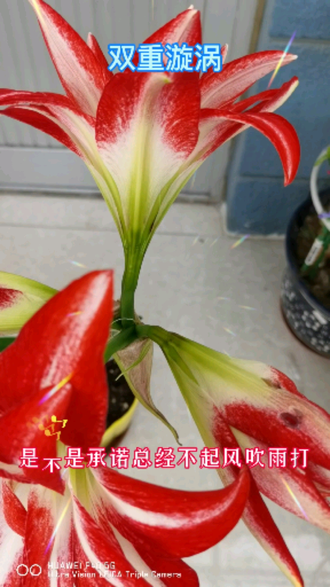 春天开的花#朱顶红,双重漩涡