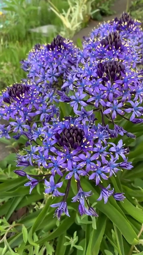 特别漂亮的地中海蓝钟花,紫色的哦!