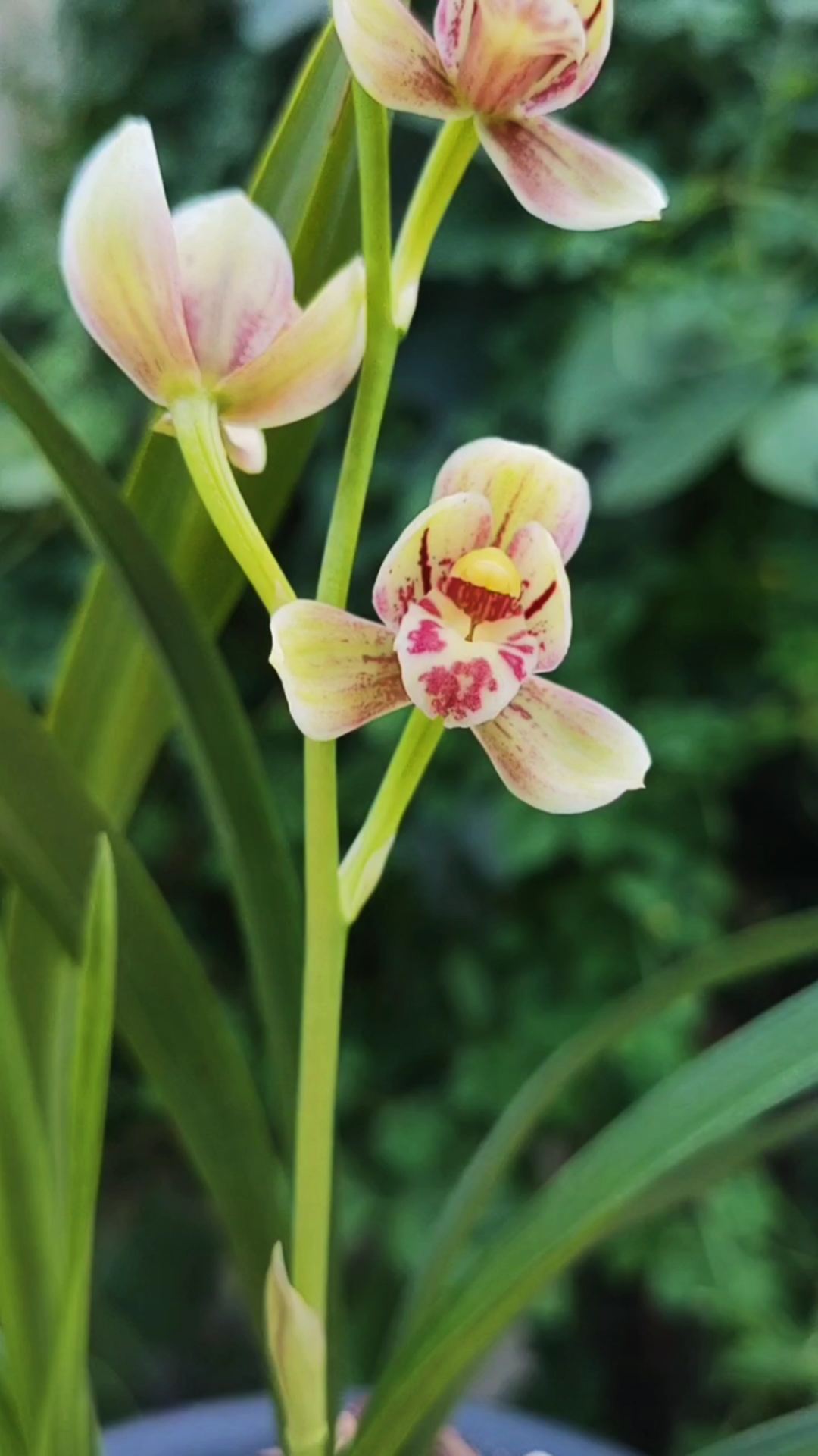 建兰汇翠粉荷,花如其名,翠嫩的粉色系,非常迷人
