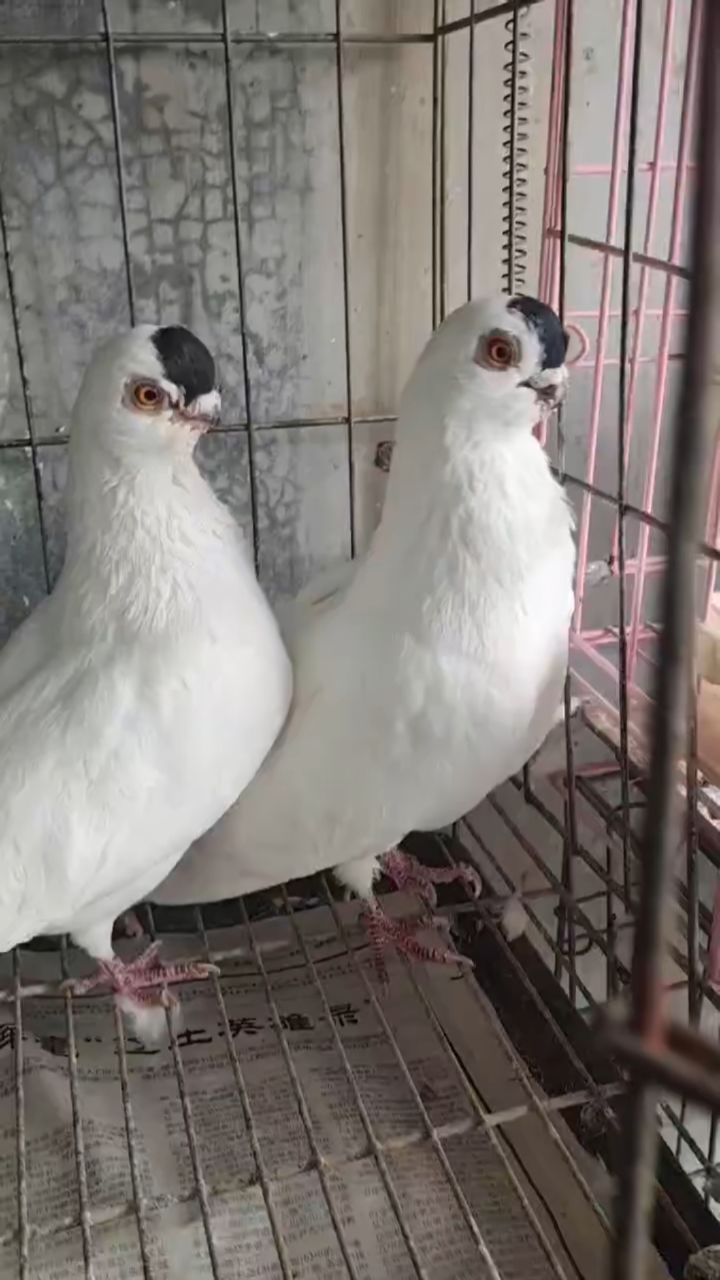 鸽魔#漂亮的小嘴点子种鸽.