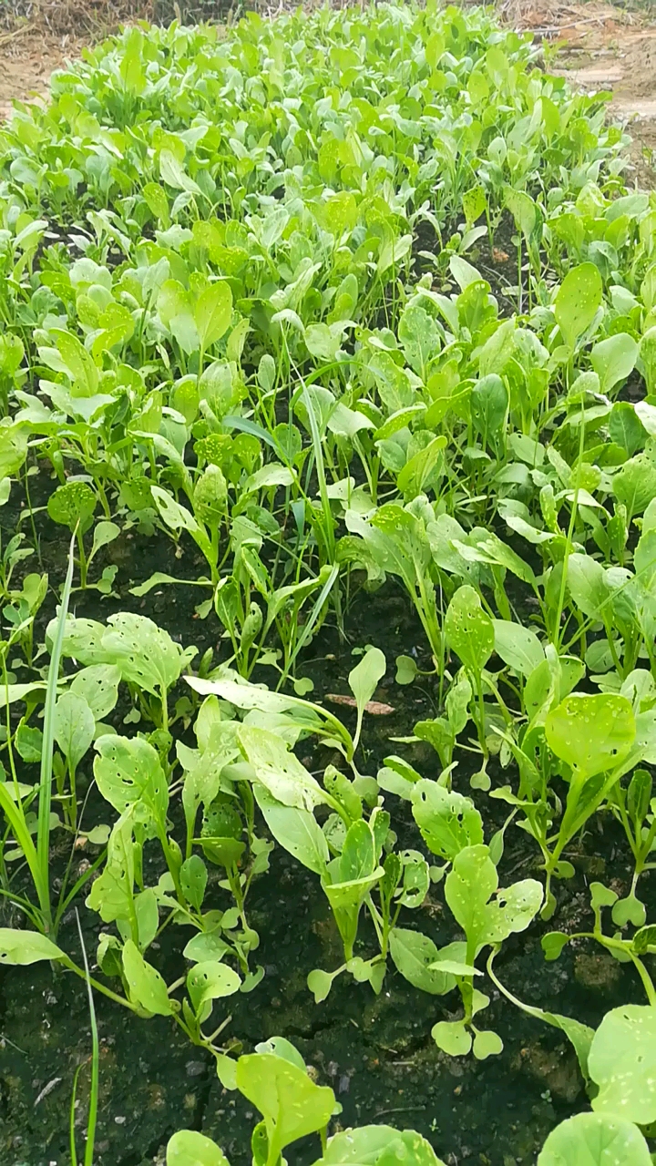 刚浇水的小白菜,泪汪汪!好绿色哦!