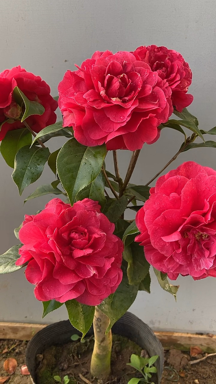 拉力皮特茶花开品鉴赏,花大色艳巨型花!-度小视