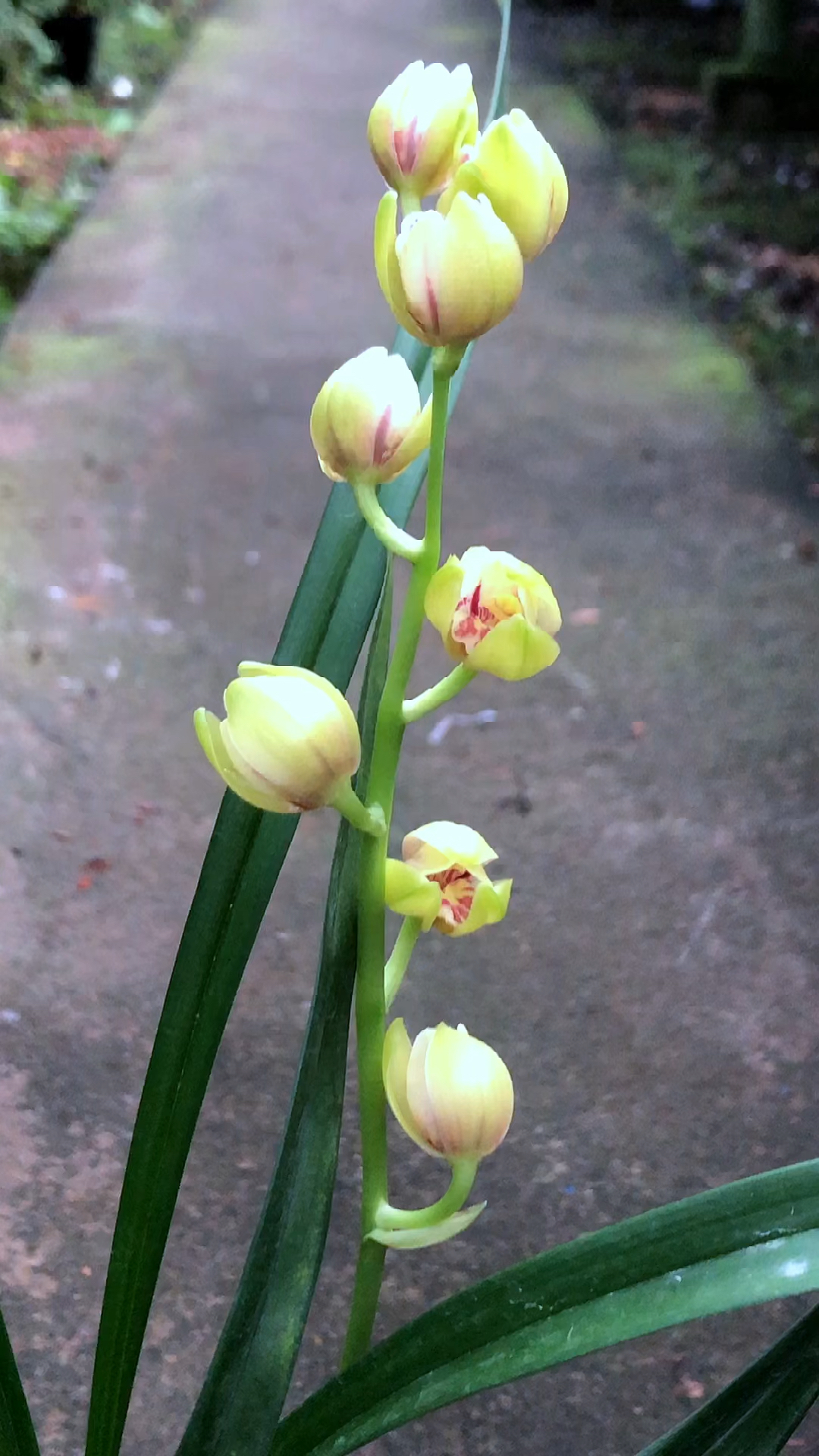 兰花#建兰荷瓣浏杨荷