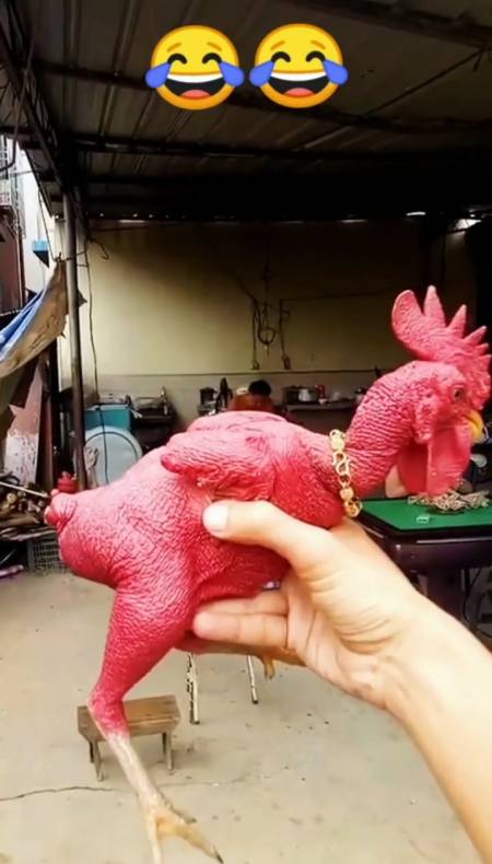 我要上热门#传说中的铁公鸡,一毛不拔