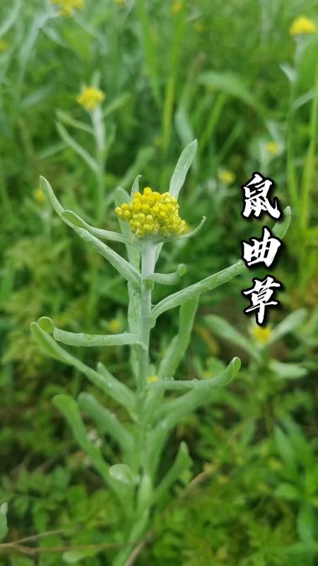 鼠曲草,也叫清明菜,你们吃过吗?-度小视