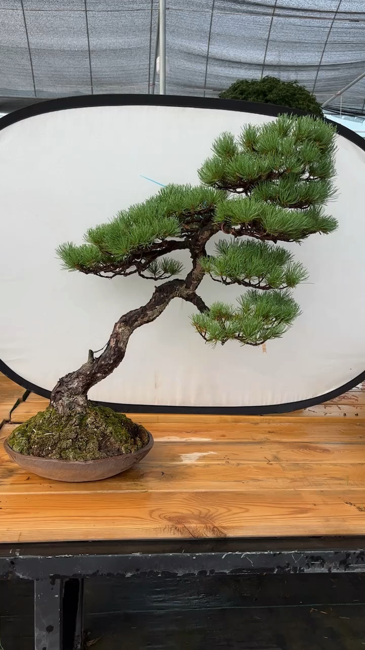 一颗文人形态的那须五针松