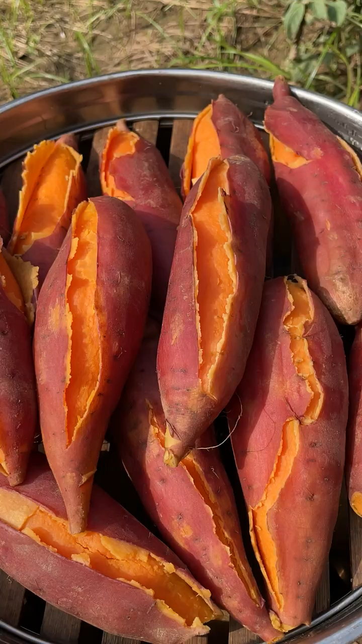 沙地新鲜西瓜红蜜薯香甜软糯-度小视