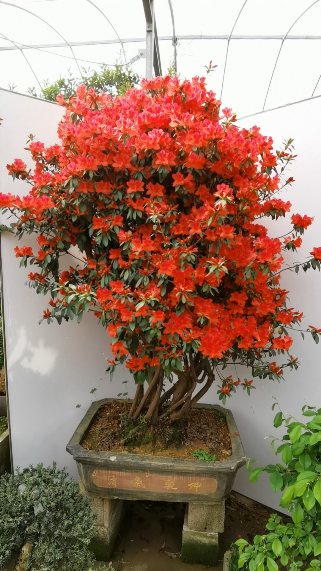 映山红老桩地景