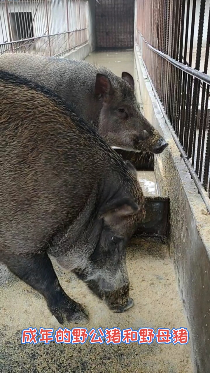 重庆野猪养殖图片