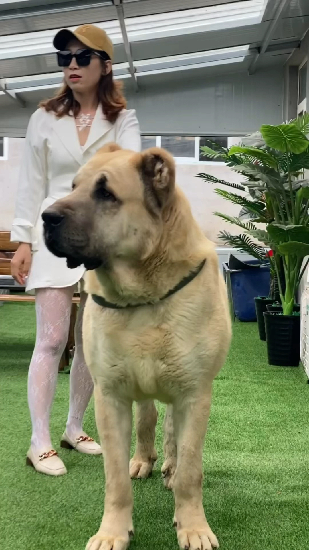 自从接触第一个中亚对其他犬种完全失去兴趣第一次现实接触中亚种公