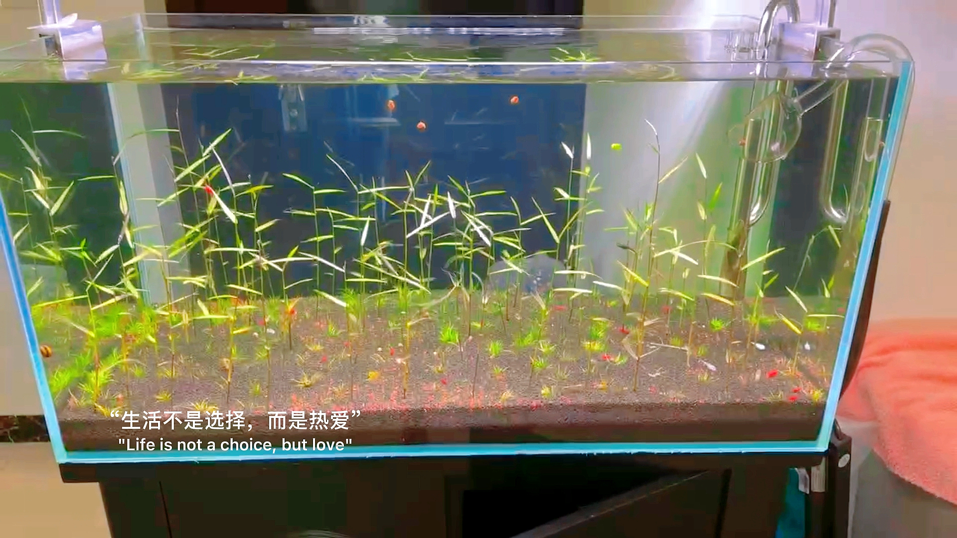 草缸#草缸竹林造景简单耐看