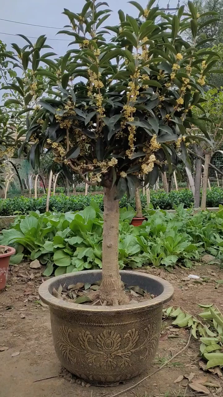 佛顶珠花苞爆满四季常开喜欢的双击加关注