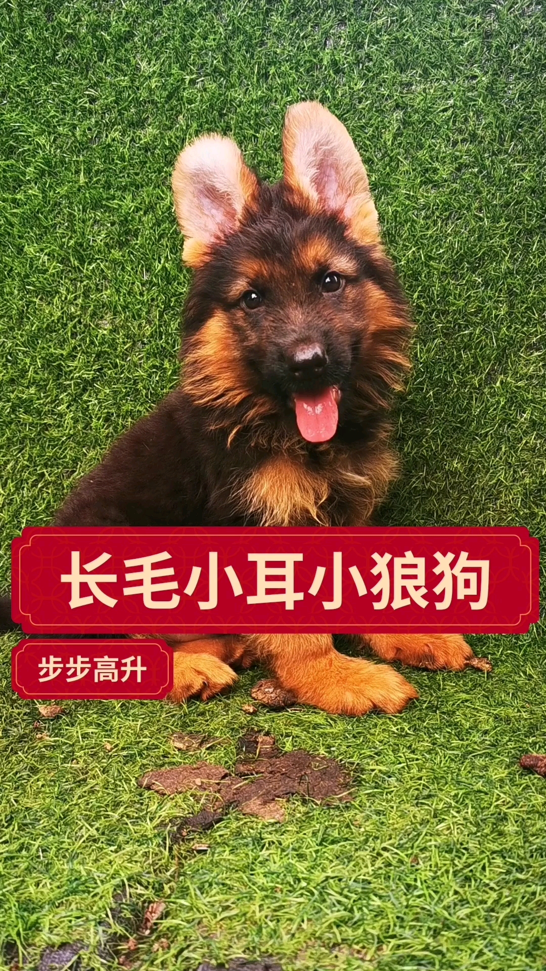 长毛德牧小狼狗两个多月
