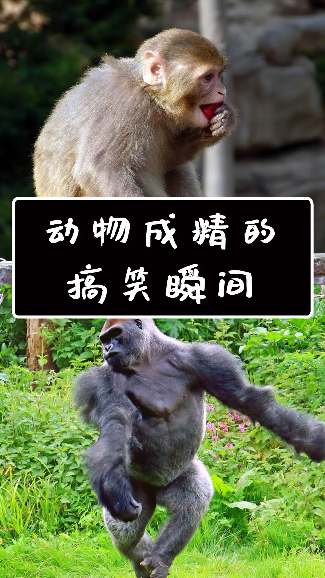 拯救不开心,这些动物成精瞬间笑翻众人,说吧,你是不是全都笑了