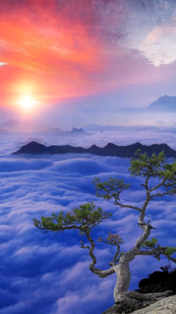 天接云涛连晓雾,地拔苍松沐朝晖