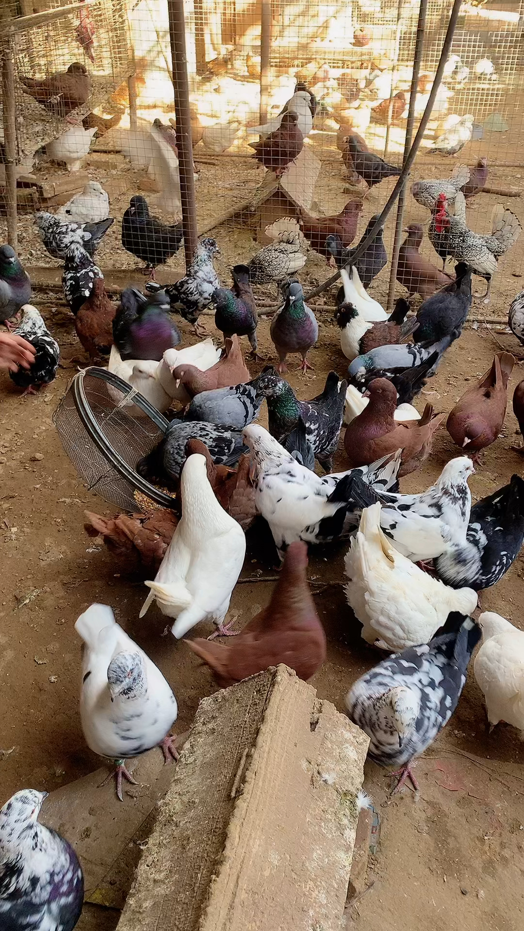 农村散养的大笨鸽子太好养了