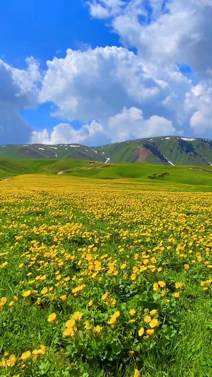 最美风景#这里是五月的伊犁,山花开满了大地,马儿们尽情的撒欢,犹如