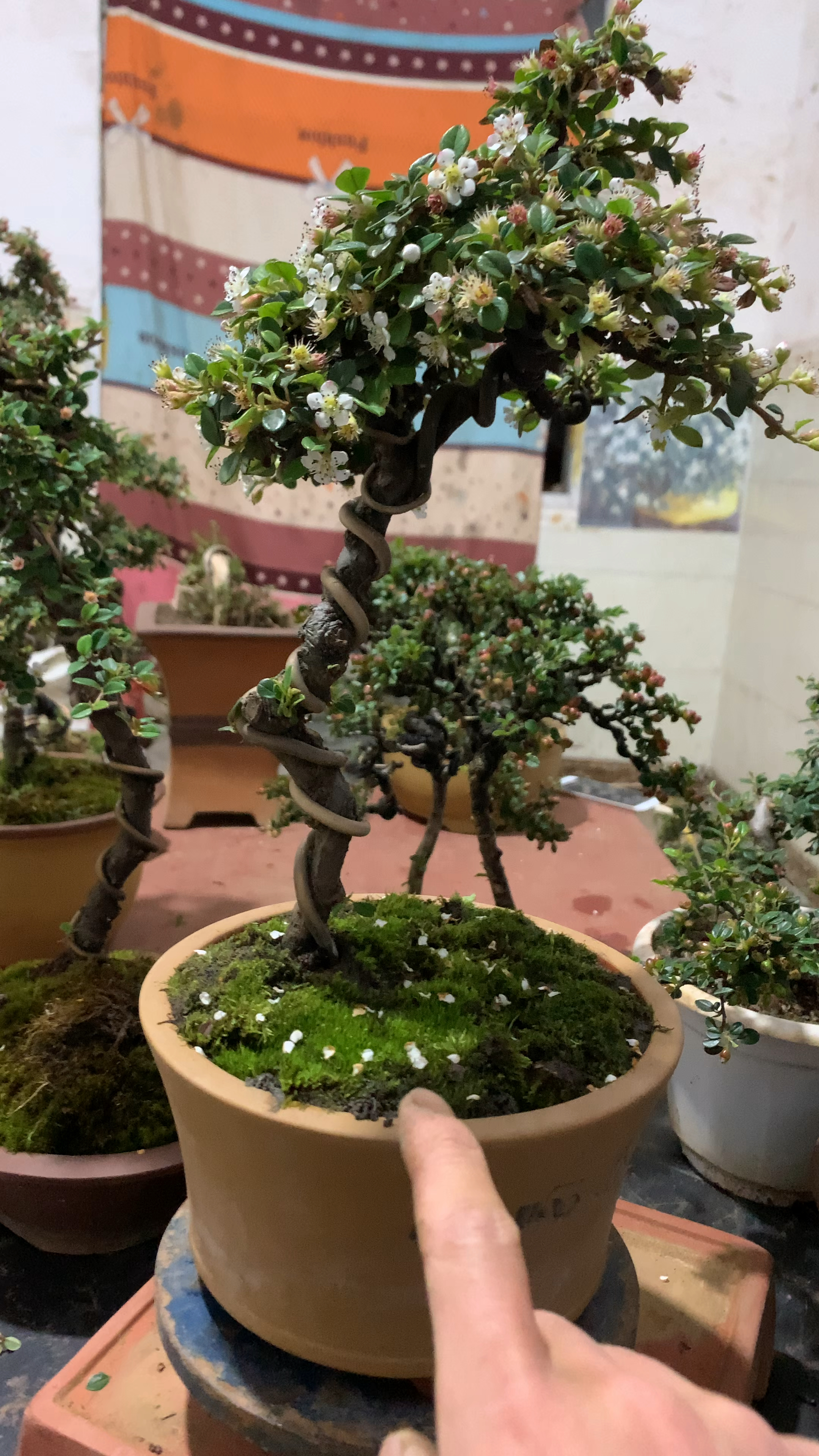 白花珍珠大果荀子喜欢双击加关注