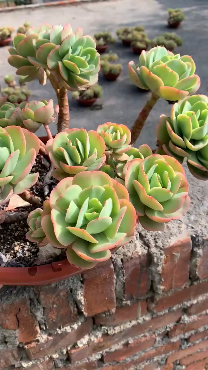 鸡蛋碧桃老桩88包邮